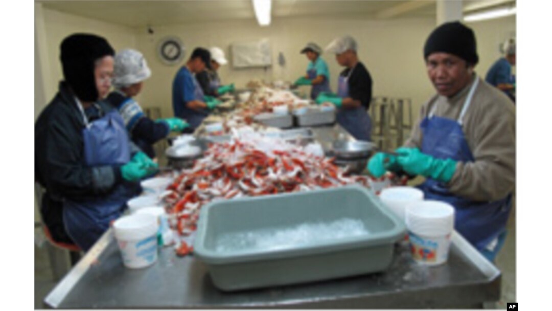 Employees, many from Laos and Thailand, crack crab shells for up to 12 hours a day in Bayou La Batre, Alabama.