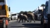 Dua ekor gajah terlihat menyebrangi jalan yang dipenuhi oleh kendaraan di Kazungula, Botswana, pada 10 Mei 2021. (Foto: AFP/Monirul Bhuiyan)