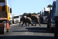 FILE - Elephants cross the road packed with the trucks waiting to cross the river over the Kazungula bridge in Kazungula, Botswana, May 10, 2021.