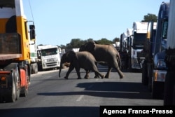 ARCHIVO - Los elefantes cruzan la carretera llena de camiones que esperan cruzar el río sobre el puente Kazungula en Kazungula, Botswana, el 10 de mayo de 2021.