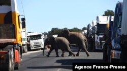 Dua ekor gajah terlihat menyebrangi jalan yang dipenuhi oleh kendaraan di Kazungula, Botswana, pada 10 Mei 2021. (Foto: AFP/Monirul Bhuiyan)