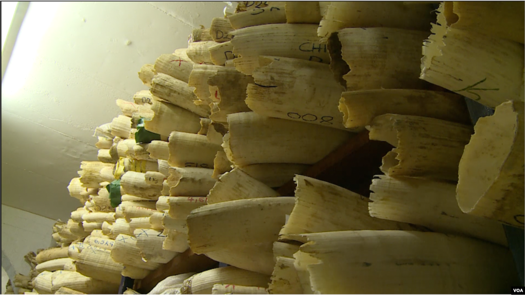 Zimbabwe Pushing To Sell Its $600 Million Ivory Stock