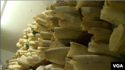 Stocks of ivory and rhino horns at Zimbabwe Parks and Wildlife Management Authority in Harare, June 19, 2019. (C. Mavhunga/VOA)