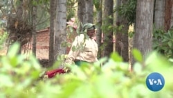 Some Kenyan Farmers Growing Herbal Stimulant Instead of Food Crops