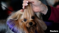 Skip, a Yorkshire Terrier, is groomed in the benching area before judging at the 2016 Westminster Kennel Club Dog Show in the Manhattan borough of New York City, February 15, 2016.