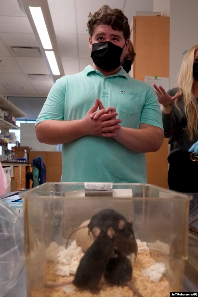 Jake met the mice and the researchers at Washington University in St. Louis, Dec. 15, 2021, in St. Louis. (AP Photo/Jeff Roberson)