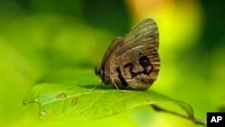 A St. Francis' satyr butterfly rests on a leaf in a swamp at Fort Bragg in North Carolina on Monday, July 29, 2019. It's wing was marked for identification by a biologist studying the rare insect. (AP Photo/Robert F. Bukaty)