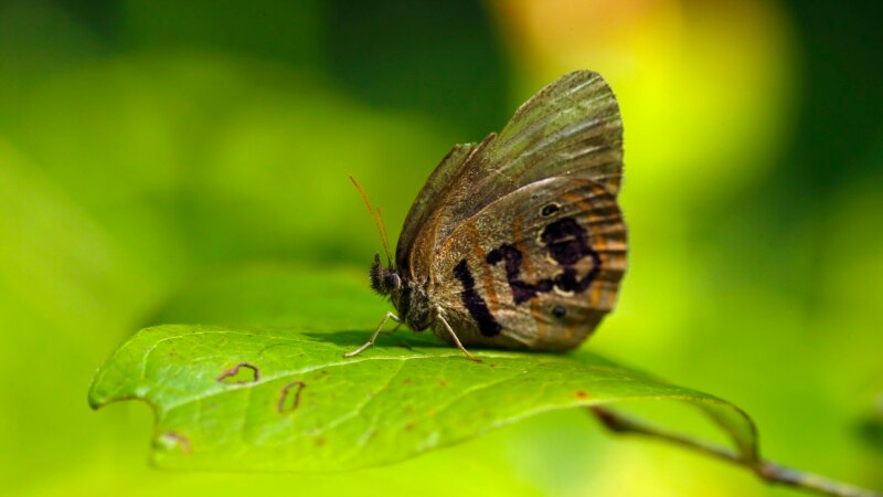 Endangered Butterfly Lives on Military Base