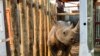 Chad Gets 6 Rhinos Nearly 50 Years After Losing the Species