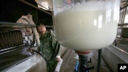 A Chinese worker monitors the milk getting sucked into a giant glass container at a milking station near Hohhot, northwestern China's Inner Mongolia province, October 7, 2008