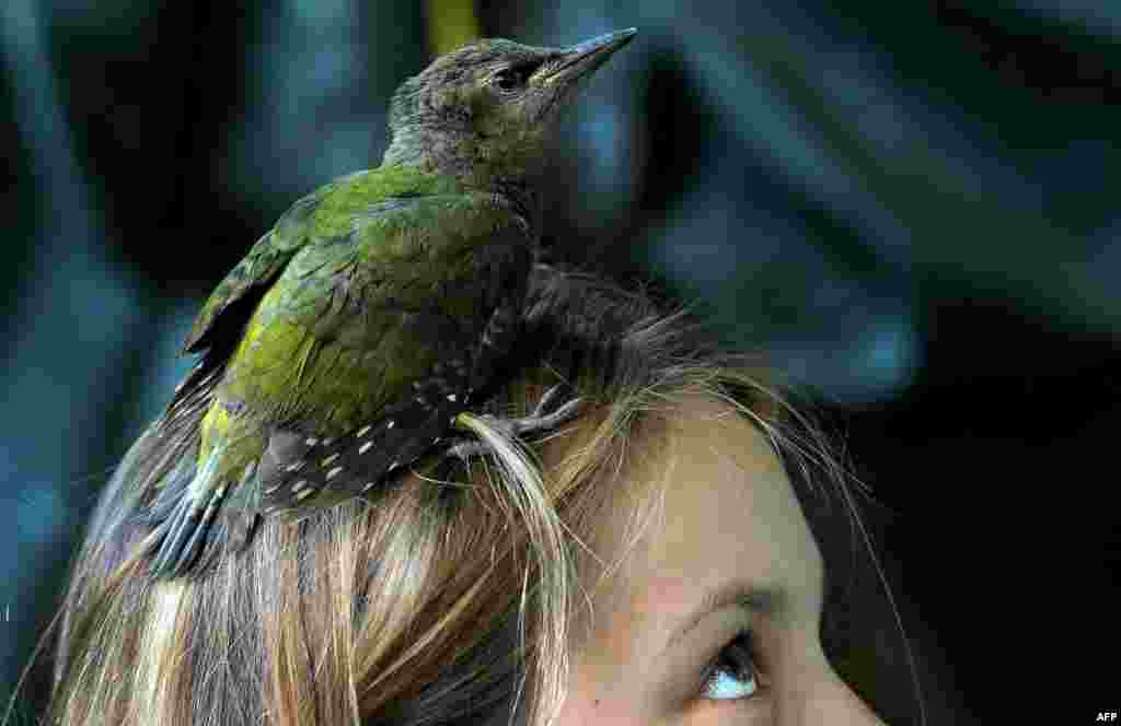 A nestling of the grey-headed woodpecker falling out of his hollow stays on a girl&#39;s head near the village of Vasilyevskoye, some 90 km west of Moscow, Russia, June 29, 2016.