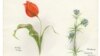 Botanical Artists Still Document the Word of Plants with Pictures