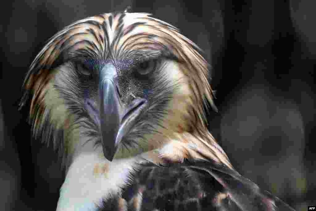 A male Philippine eagle named Geothermica is seen in an exclosure at Jurong Bird Park in Singapore.