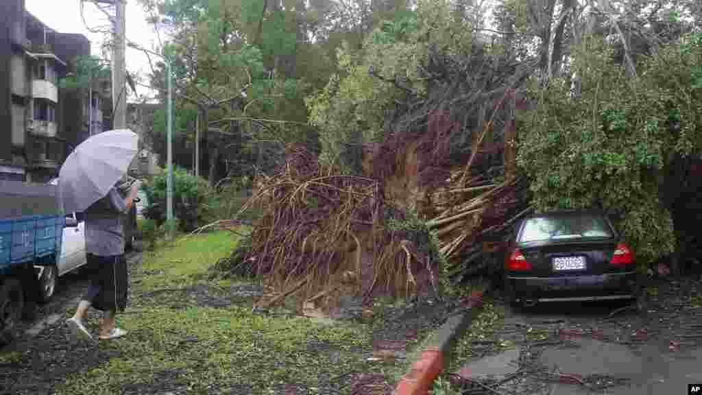 Un homme prend une photo d&#39;un arbre qui est tombé sur une voiture,&nbsp;Taipei, 8 août 2015.