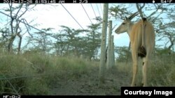 FILE: in this undated photo, long-term experiments on plots of land in central Kenya that fence off large wildlife demonstrate the cascading impacts of large wildlife loss on other species and on ecosystem functions - such as disease control, fire, and photosynthesis. 