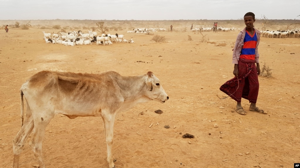 FILE - A child attends to his malnourished calf in the Danan district of the Somali region of Ethiopia, which hasn't seen significant amounts of rain in the past three years, Sept. 3, 2017.