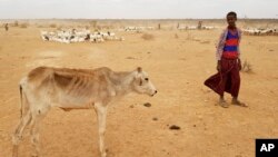 FILE - A child attends to his malnourished calf in the Danan district of the Somali region of Ethiopia, which hasn't seen significant amounts of rain in the past three years, Sept. 3, 2017.