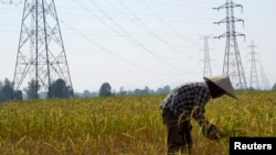 FILE - A farmer works in a paddy field under the power lines near Nam Theun 2 dam in Khammouane province, Oct. 28, 2013. 