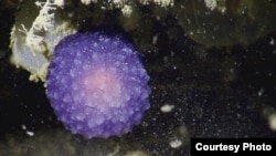 A strange purple blob was spotted in deep waters off California. (Nautilus)