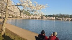 Cherry Blossoms reach their peak bloom at Tidal Basin, Washington, D.C.