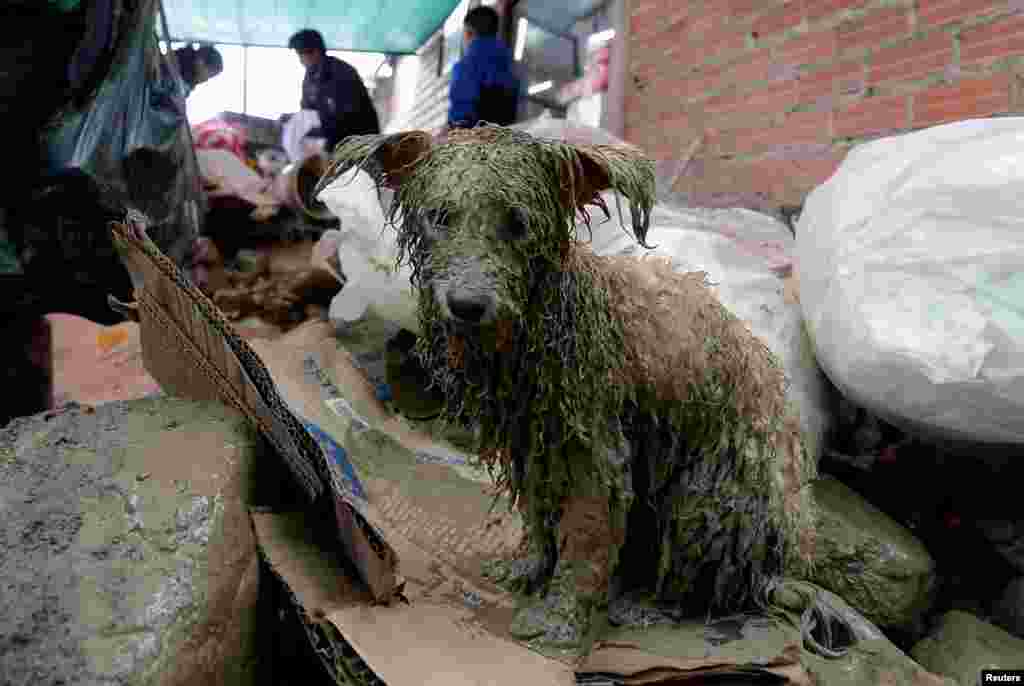볼리비아 코차밤바의 티쿠이파야에서 폭우로 홍수가 발생한 가운데, 구조된 개가 진흙에 덮여있다.