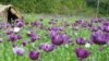 Laos Backs Programs in Opium Eradication