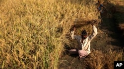An Indian farmer harvests rice crop in a field on the outskirts of Jammu, India, October 30, 2012.
