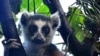 Madagascar Moves to Protect Precious Forests