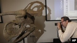 Реконструкция "Nasutoceratops titusi" в Музее естественной истории Юты , 17 июля 2013г. 