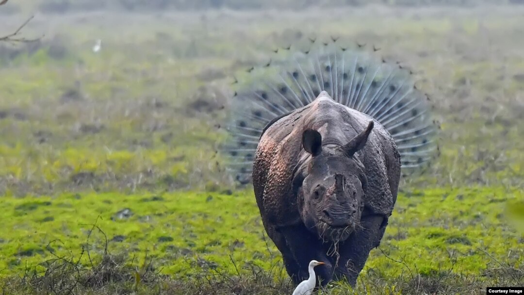 They're Back...The Funniest Wildlife Photos of 2018 They're Back...The Funniest Wildlife Photos of 2018