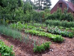 This undated photo shows Lee Reich's mulched and weedless vegetable garden in New Paltz, New York. (AP Photo/Lee Reich)