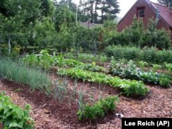 This undated photo shows Lee Reich's mulched and weedless vegetable garden in New Paltz, New York. (AP Photo/Lee Reich)