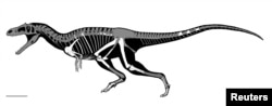 This is a skeletal reconstruction of the Cretaceous Period predatory dinosaur named Gualicho shinyae, whose fossils were unearthed in Argentina.