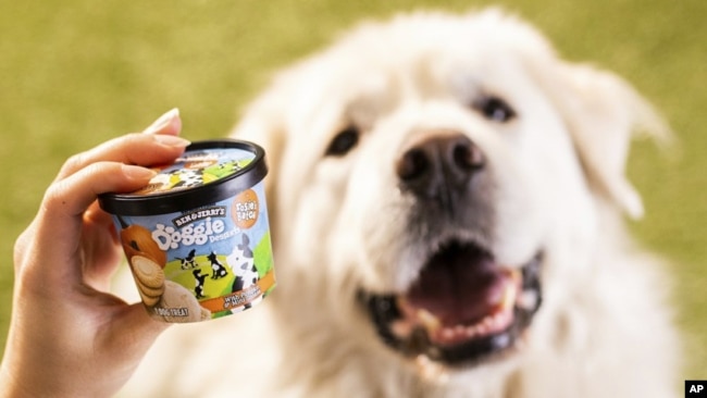 This photo provided by Ben & Jerry’s shows Ben & Jerry’s dog treats. The venerable Vermont ice cream company said Thursday, Jan. 7, 2021, it’s introducing a line of frozen dog treats, its first foray into the lucrative pet food market. 