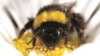 Honeybees Might be Spreading Disease to Wild Bumblebees 