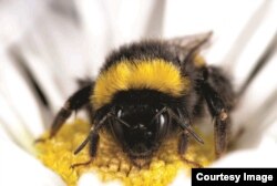 Bumblebee forages on a flower, which is frequently visited by a multitude of insects and therefore constitutes a hotspot for disease transmission. (Credit: Matthias A. Furst)