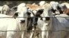 Australia dỡ bỏ lệnh cấm xuất khẩu gia súc sang Indonesia