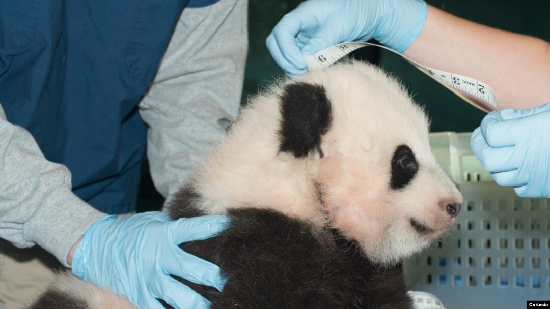 Bautizan al cachorro panda con el nombre de Bao Bao que significa "precioso o tesoro".