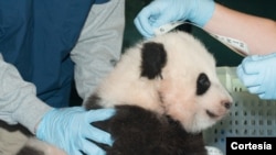 Bautizan al cachorro panda con el nombre de Bao Bao que significa "precioso o tesoro".