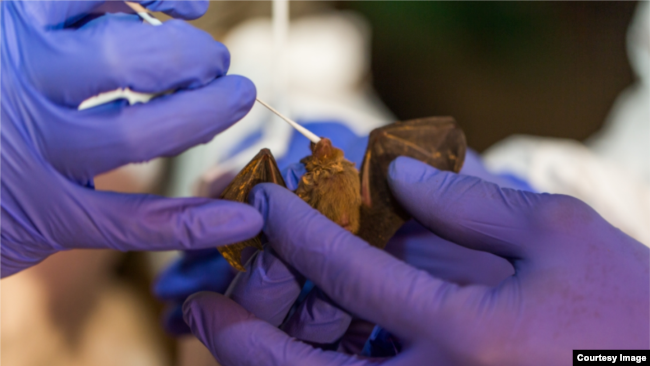 Scientists from the Smithsonian’s Global Health Program take samples from a bumble bee bat in Myanmar. (Photo: Roshan Patel, Smithsonian's National Zoo and Conservation Biology Institute)