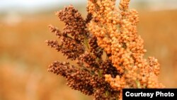 Researchers applied drought stress to hundreds of varieties of sorghum plants to test whether genomic analysis could help predict what varieties would continue to thrive under drought. (Kansas State University Photo Services)