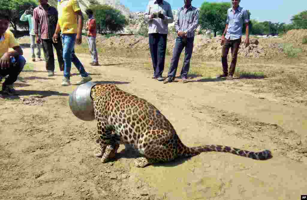 Kepala seekor macan tutul tersangkut ketika ia mencoba meminum air dari panci di distrik Rajsamand di negara bagian Rajasthan, India. Petugas hutan membius macan tutul itu dan kemudian menggergaji panci tersebut.