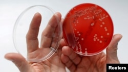 FILE- An employee displays MRSA (Methicillin-resistant Staphylococcus aureus) bacteria strain inside a petri dish containing agar jelly for bacterial culture in a microbiological laboratory in Berlin.