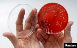 FILE- An employee displays MRSA (Methicillin-resistant Staphylococcus aureus) bacteria strain inside a petri dish containing agar jelly for bacterial culture in a microbiological laboratory in Berlin.