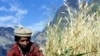 بھارت میں گندم کی ریکارڈ پیداوار