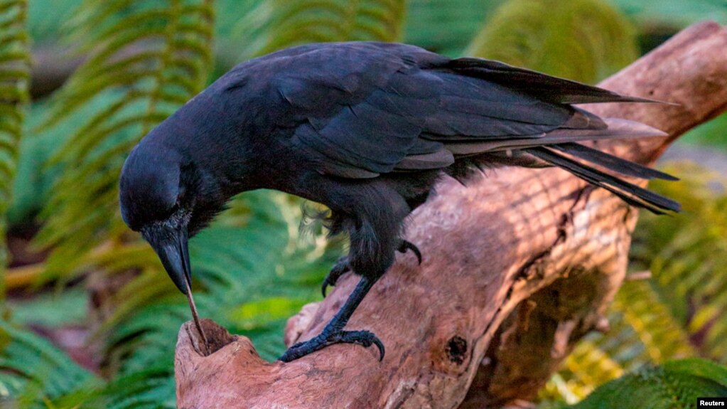 A captive Hawaiian crow using a stick tool to extract food from a wooden log is shown in this image released on Sept. 14, 2016. (Courtesy Ken Bohn/San Diego Zoo Global)