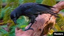 A captive Hawaiian crow using a stick tool to extract food from a wooden log is shown in this image released on Sept. 14, 2016. (Courtesy Ken Bohn/San Diego Zoo Global)