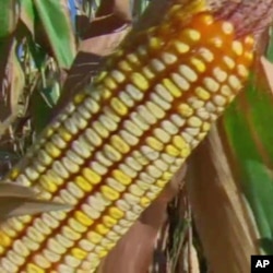 Texas scientists are using traditional breeding, rather than genetic engineering, to develop new varieties of maize that adapt to a changing climate.