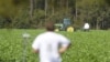A tractor sprays pesticide on a US farm 