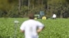 Public Hearings on Popular Pesticide Spotlight Safety Concerns